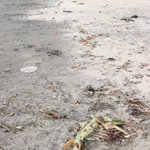相模湾浜辺に見たことがないものがうち上げられていた!イカ？