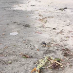 相模湾浜辺に見たことがないものがうち上げられていた!イカ？