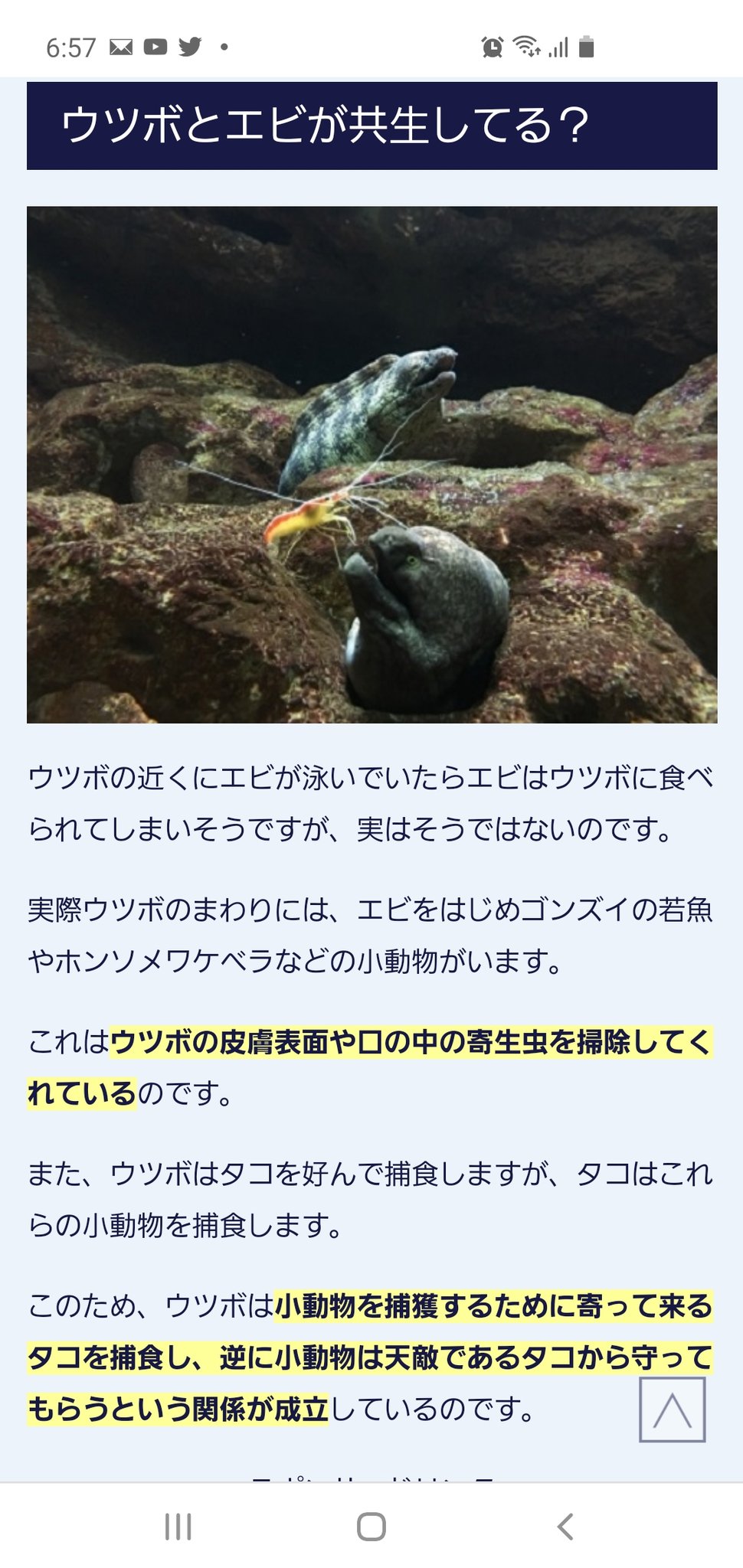 ベルフェ Ridill Twitterren ほほう