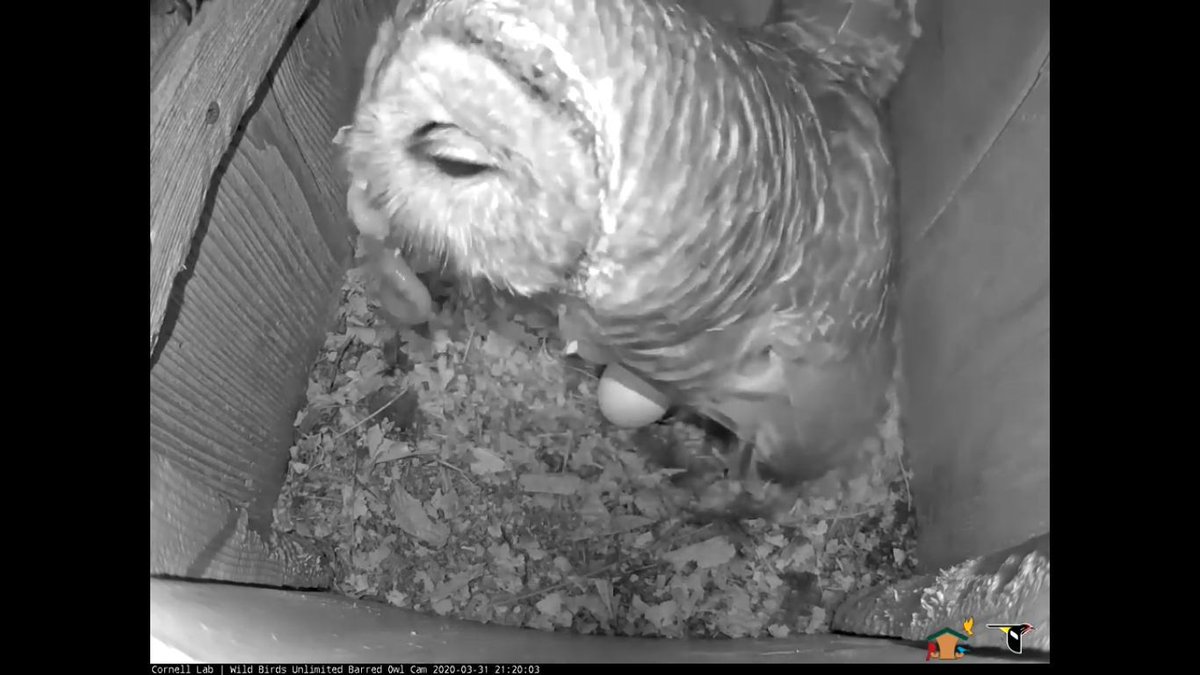 WBU_Owls's tweet photo. 21:18/20 3/31 The male delivers a nice juicy worm to the female. https://t.co/hWuqIIlwLE