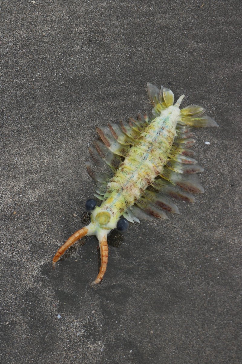 ビーチコーミングでアノマロカリス 食レポつき Togetter