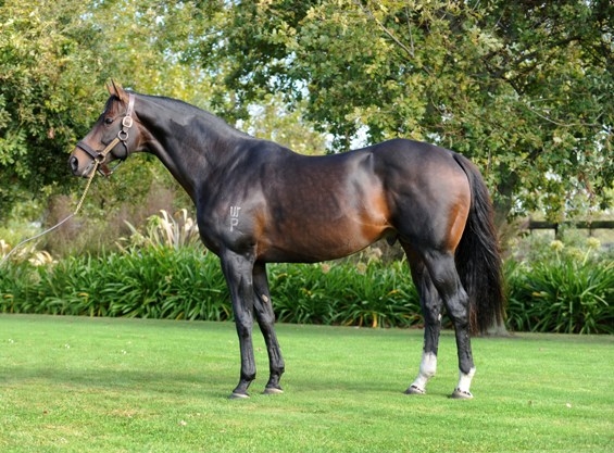 nzracingnews's tweet photo. NEWS: @Wellfieldlodge1 resident sire #RoadToRock, sire of Hong Kong Champion Beauty Generation, has passed away
https://t.co/4SvreXn4MU https://t.co/MRS6CA38oJ