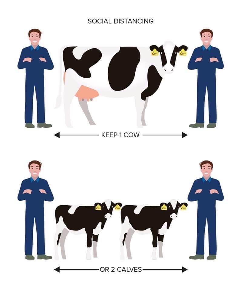 Cows as a measuring tool.  Surprisingly accurate!