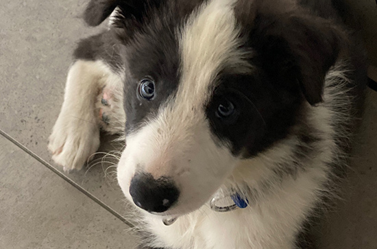 totalsynergy's tweet photo. This is Apollo. Apollo is #TeamTotalSynergy’s new customer success assistant. Apollo is providing critical assistance to customer success specialist, Levi as he is #WorkingFromHome. We salute you Apollo. #WFHColleagues #WFHHealth 

https://t.co/fjDkfwki1B https://t.co/3GcRAbjmal