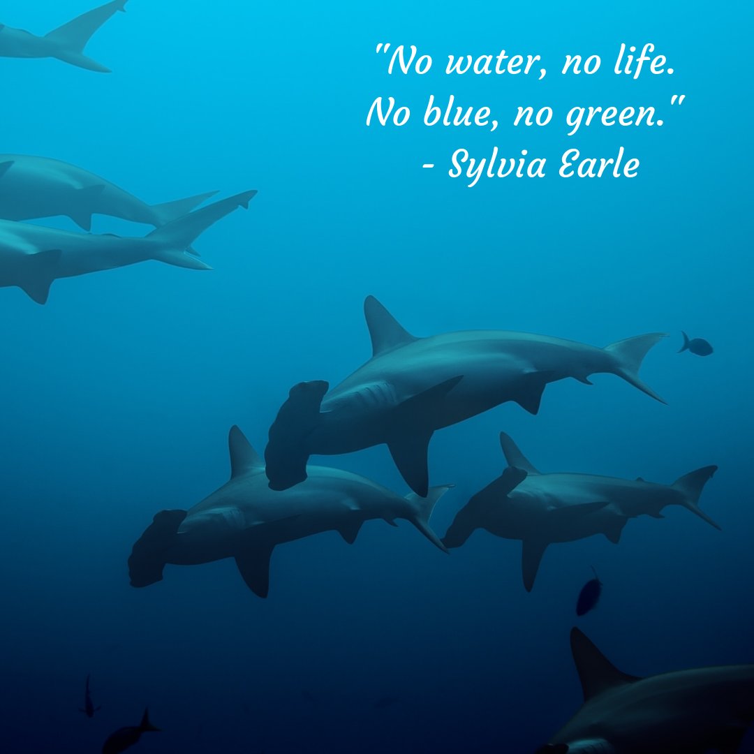 All4divingbali's tweet photo. With no doubt, totally agree with Sylvia Earle!💯

#scubadivinglife #underwaterphotography #uwphotography #divingtrip #marinelife #sealife #underwaterworld #divelife #divingbali #divingday #paditv #wonderfulindonesia #photooftheday #all4divingindonesia https://t.co/rz8xiAE7Rw