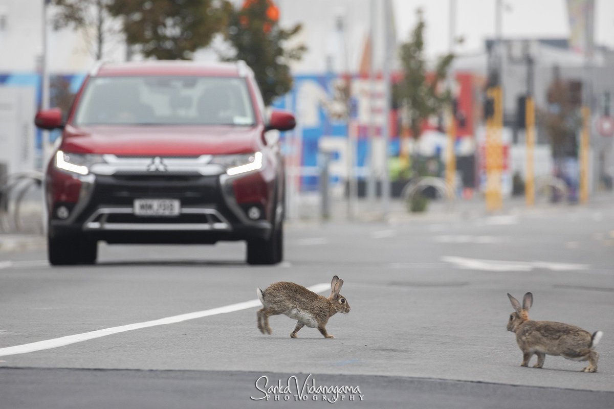 SouthernEagleye's tweet photo. "This is how they enjoy our quarantine period"

More pics on  - https://t.co/psqyhXmxsK

#Covid_19nz #Quarantine #Christchurch #nzlockdown #AnimalCrossingNewHorizons #NZ #lockdown #coronavirus #CoronaVirusUpdates https://t.co/N6BCsIVwR8