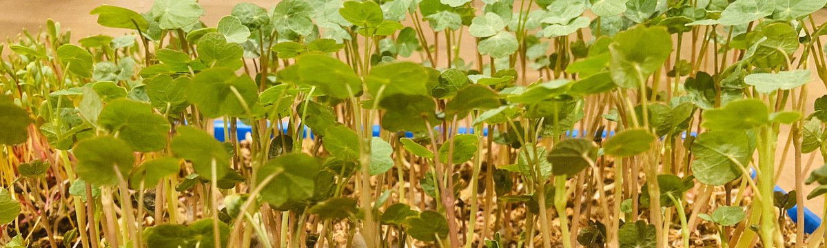 popsadventures's tweet photo. I’ve been working on an account that will take you step by step into the process of growing your own microgreens and all their awesome benefits. I welcome you to follow &amp; ask any question .@BHmicrogreens 
#microgreens #funkofamily #familyfun #urbanfarm #COVID19 #sfba #california https://t.co/y7u4wQ4rKq