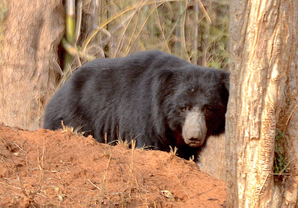 g_rajaraman's tweet photo. "Everyone you meet has some interest in you don't have. The judicious use of ears will suffice to acquire it."
W Somerset Maugham, 1874-1965
#Lockdown #Day8 #Bear #FromMyLibrary #Photography #Nature #Positivity #Environment #LearningFromAnimals #Empathy #Perspective https://t.co/lhL514PZ6O