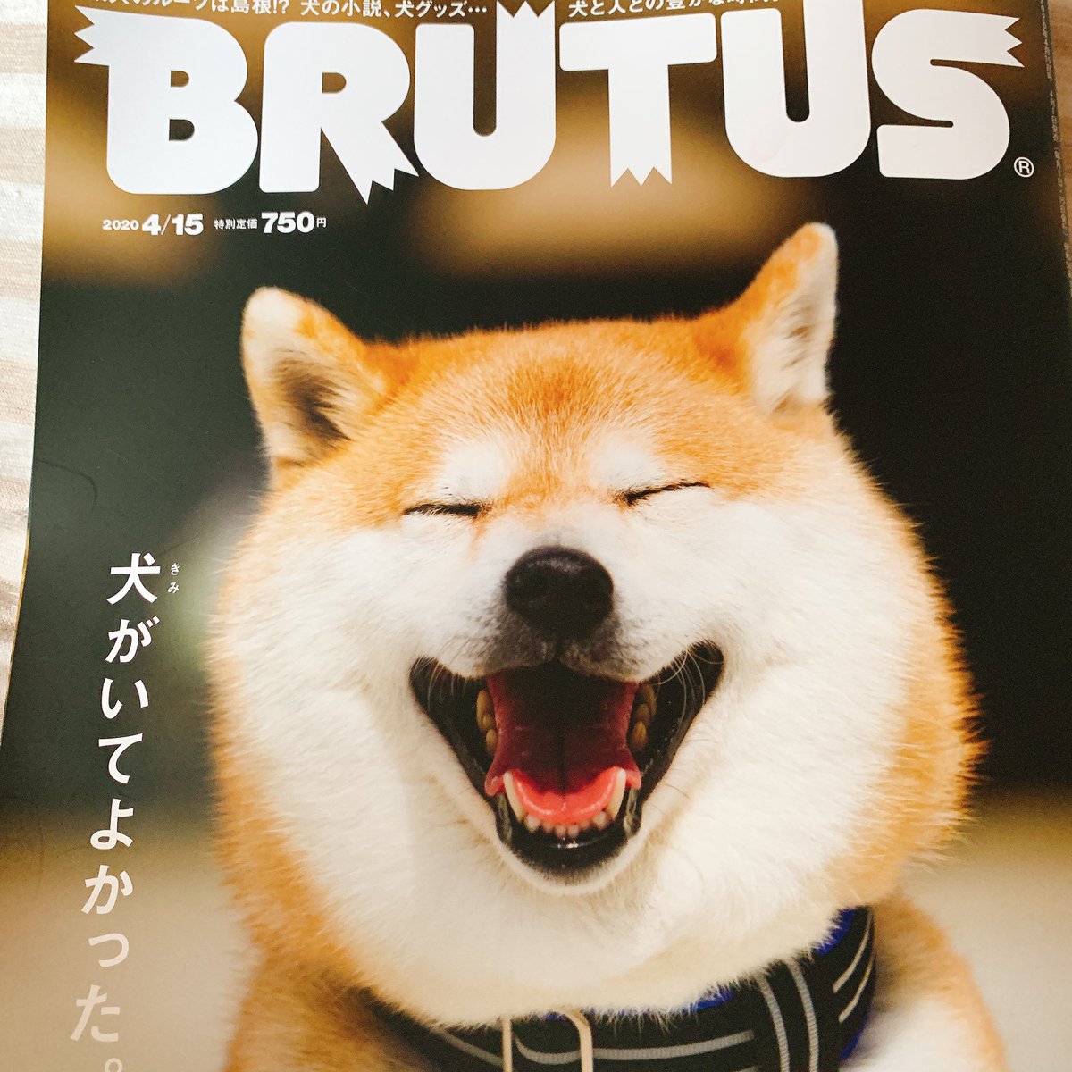 本日発売のBRUTUS犬特集に我が家の猫たちと真造さんと私のインタビューが載っています。
我が家の猫を見てください! 