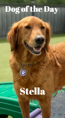 MySecondHomePet's tweet photo. Our Dog of the Day is Stella!  She has become a regular here at MSH! She is always in a great mood and is very playful with everyone! She is quite the social butterfly! (The guys really dig this redhead)! Congratulations sweet girl! We love you! ❤️ https://t.co/ePq4eCyHoO