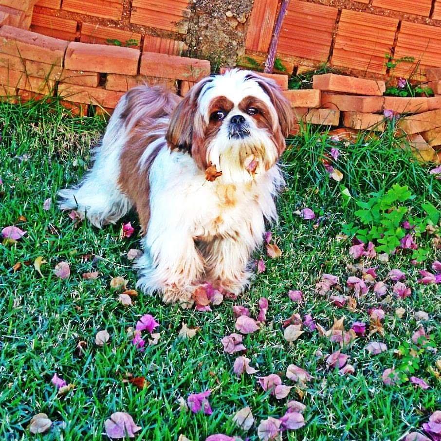 danilaporto's tweet photo. @lucasberti Caleb 🌻 https://t.co/X7fSsnUStP
