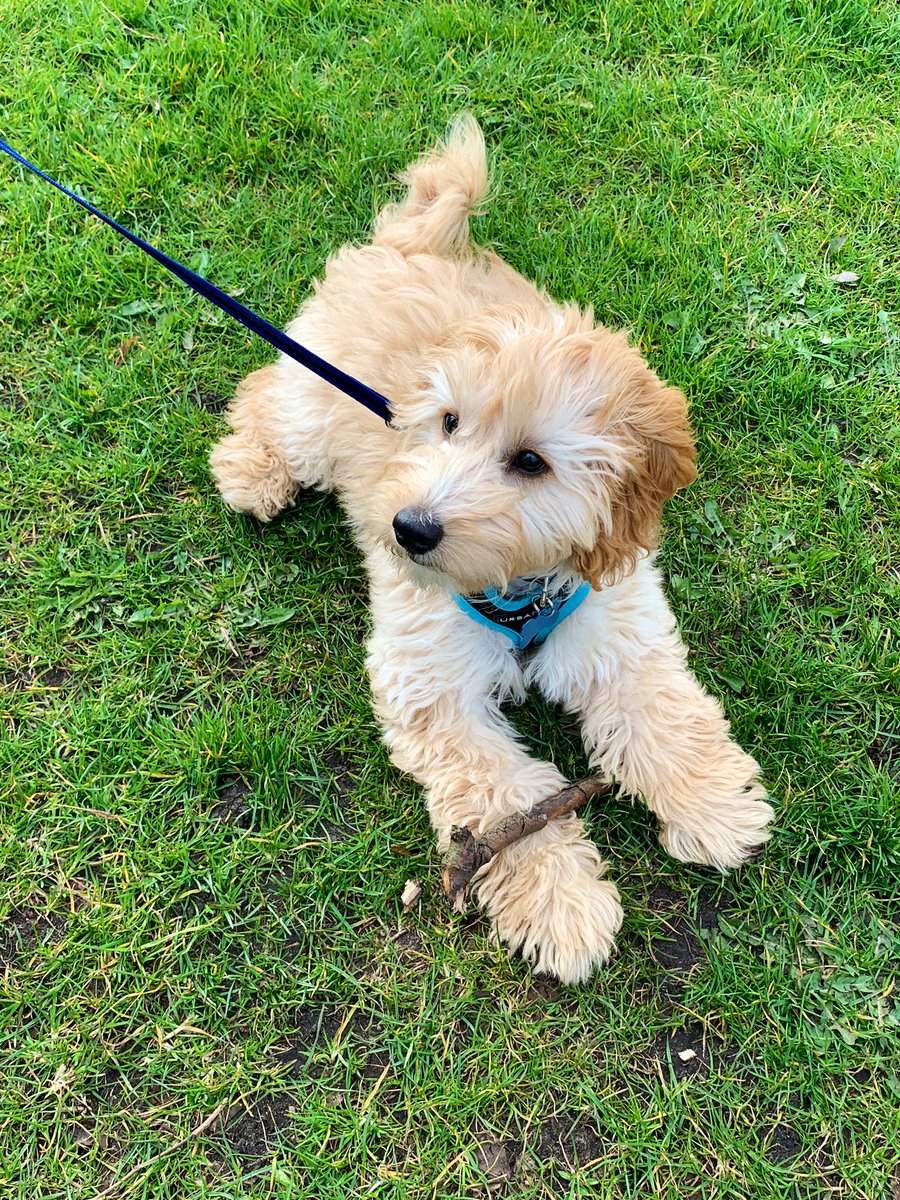 Daily exercise during #CoronavirusLockdown is more enjoyable with these adorable two 🐶🐾 #dogsoftwitter #puppylove
