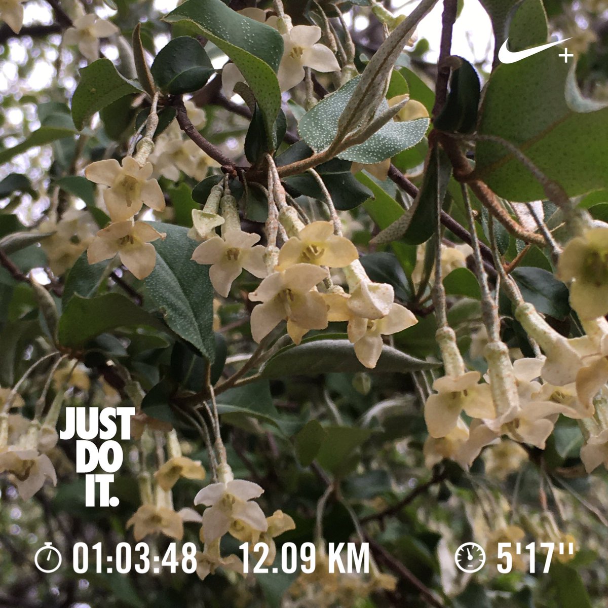 tamakoto55's tweet photo. Have a nice day ☁️ & nice running! 👟
Today’s 🏃♂️:12.1km Apr.Σ🏃♂️:12.1km
Today’s 🌸📷:TamaCity Tokyo
🏃♂️➡️ #NRC #JustDoIt #nikeplus #run #朝ラン #ランニング #runner #UniverseRunners #中沢池公園 #水車
🌼➡️ #花写真 #花写っと #Flower #ナツグミ #ElaeagnusMultiflora https://t.co/FfxmPChLGV