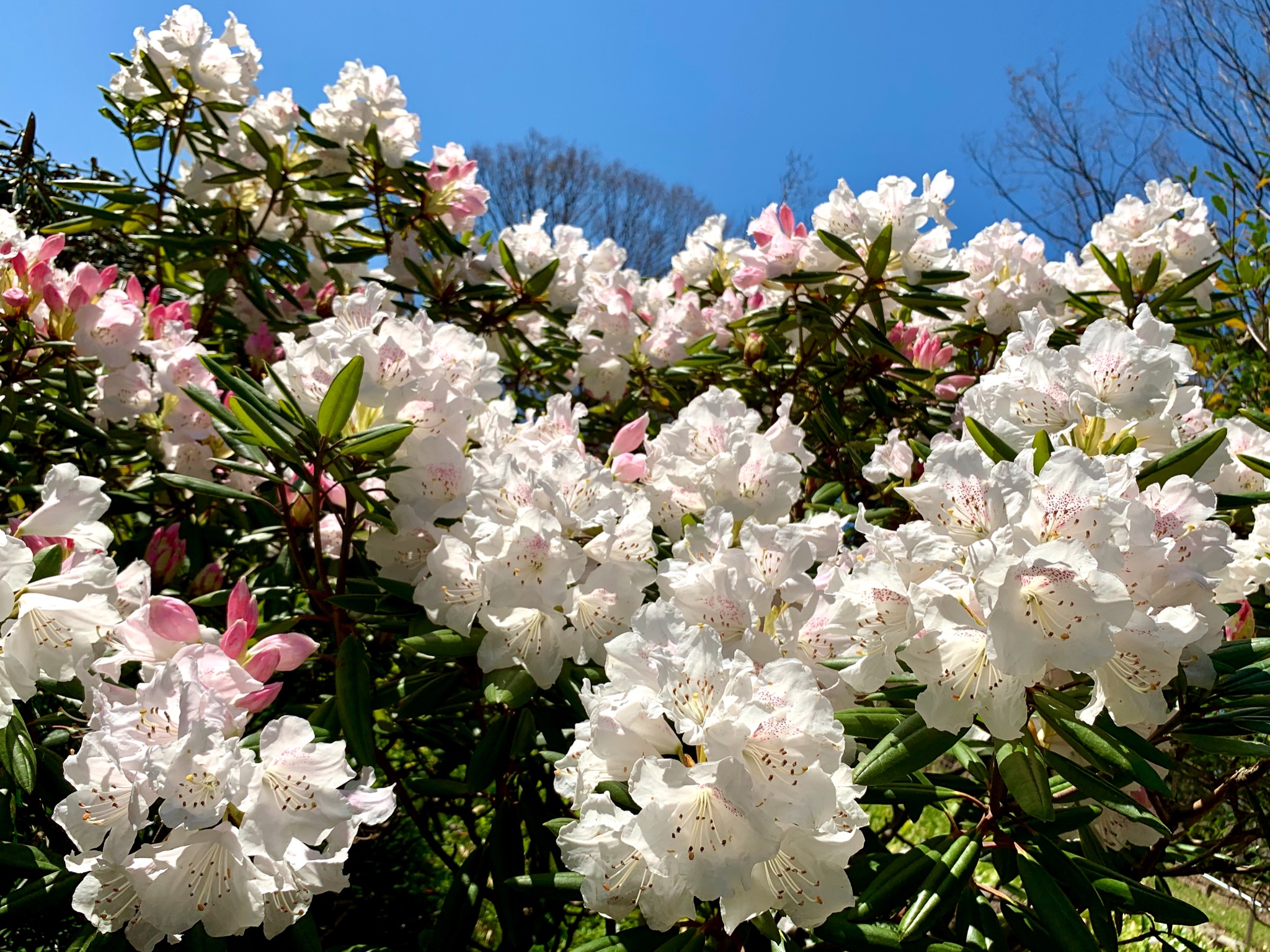 Cloudsailor 星羅の一日一花 アカボシシャクナゲ 赤星石楠花 花冠は長さ約５ｃｍの漏斗状鐘形で５裂する 大輪の白地の花弁に赤い斑点 赤星 が入る ツツジ科ツツジ属 Rhododendron Hyperythrum Hayata Flowers Fleurs T Co Angnw0nxfk
