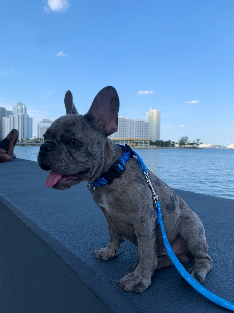 BogotaLou's tweet photo. Took this yung savage on his first walk today #MerleGang 😍 https://t.co/FQCHT7y0Fo