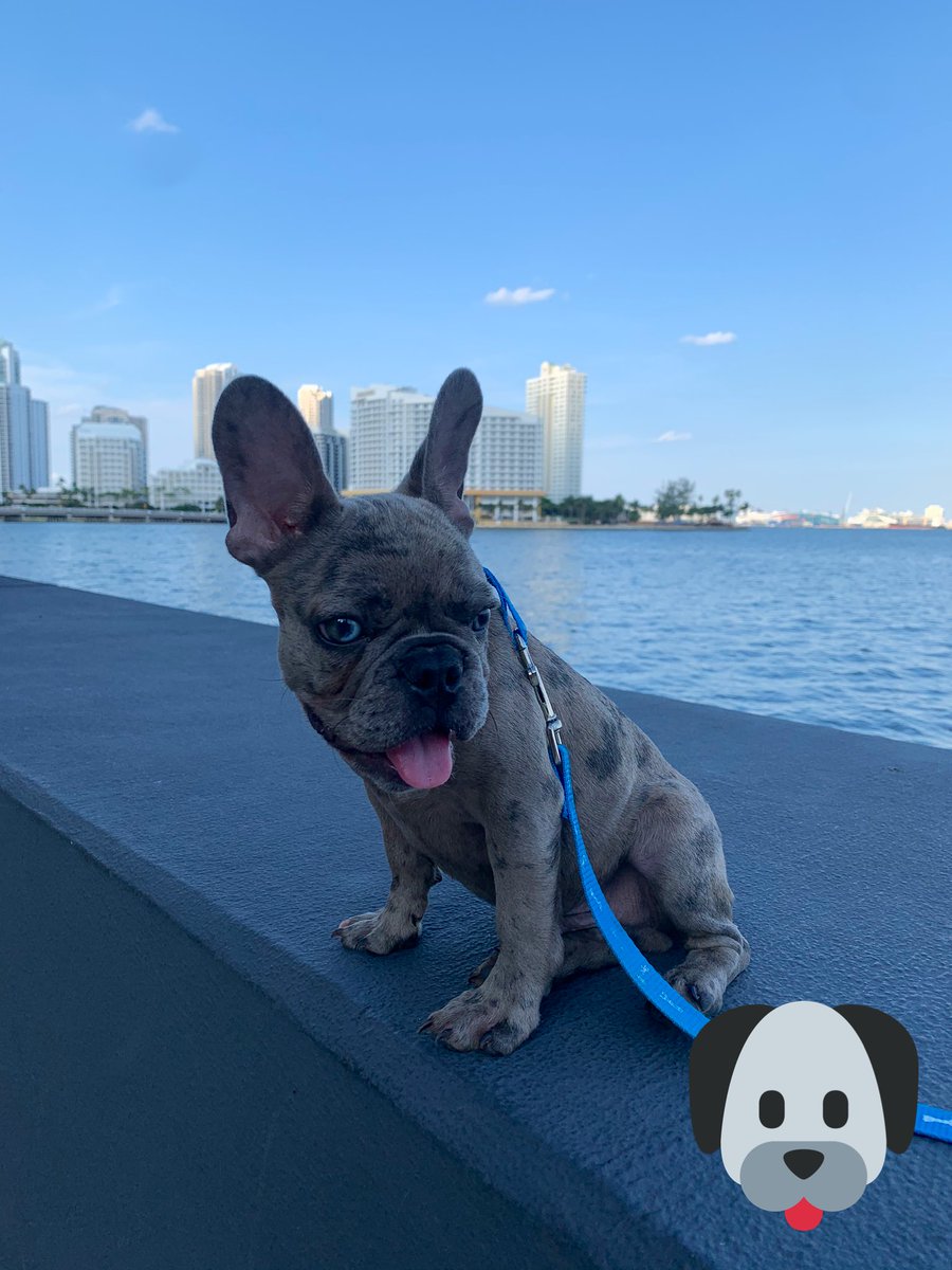 BogotaLou's tweet photo. Took this yung savage on his first walk today #MerleGang 😍 https://t.co/FQCHT7y0Fo