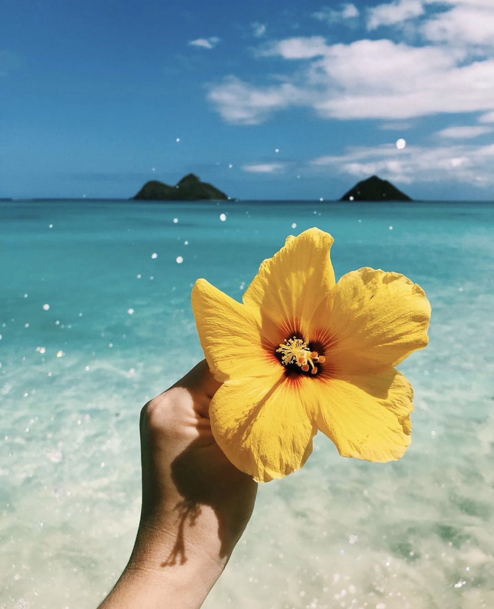 When you see the photo, how does it make you feel?⁣
⁣
To us, it makes us feel hopeful for what is to come. ⁣
⁣
☀️ @nutella_vans ☀️⁣
⁣
#OlaProperties #VisitOahu #VisitKoOlina #KoOlina #ILoveOahu #BeachBum #VisitTheIslands #ExploreHawaii⁣