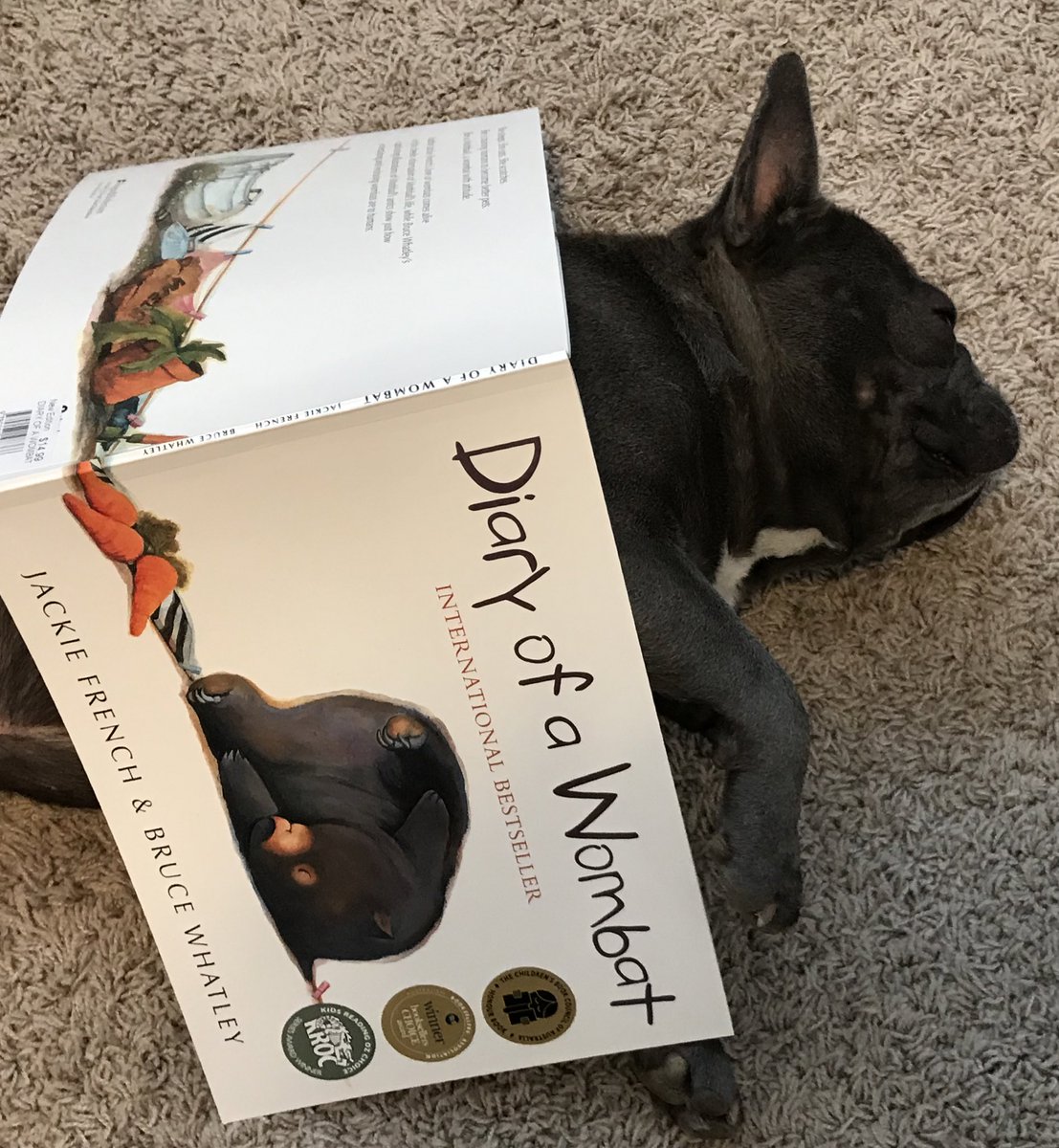 MsHufferTL's tweet photo. Rowdy was feeling pretty inspired by “Diary of a Wombat” this afternoon... Thanks for the fun read @jackie_french_ and Bruce Whatley #rowdyreads #outreadrowdy 

What are you reading today? https://t.co/vyFxJ2SDEW