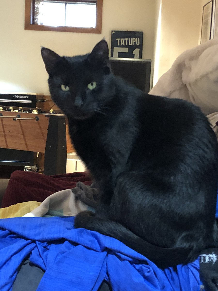 MrDarlingPE's tweet photo. Today’s gratitude: 1. My cat Jefferson 2. Nice day to clean the back yard  3. Chicken (finally) at the grocery store! https://t.co/G2TMBXHABd