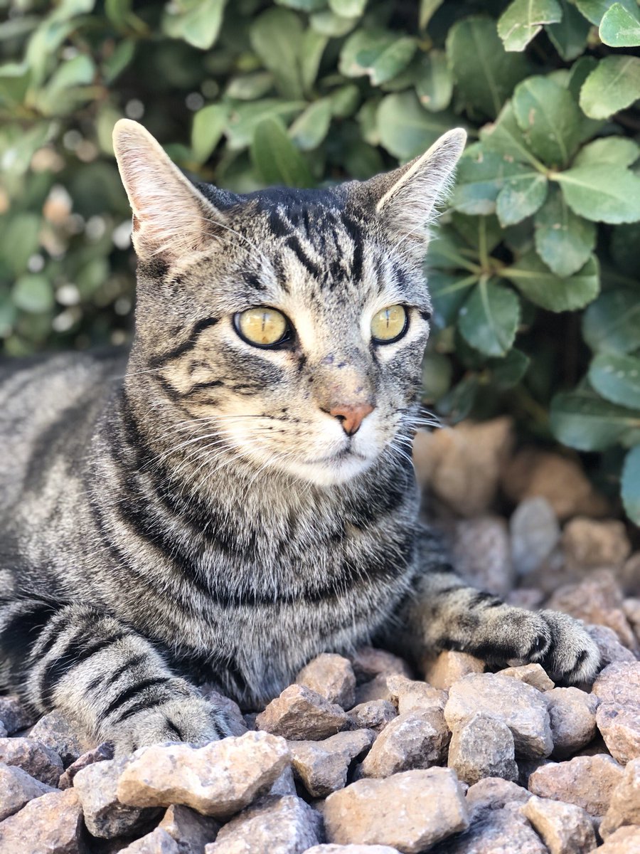 LyshaaG's tweet photo. @NMStateAggies Here’s my dog, he’s a different kind of breed don’t question him or you’ll hurt his felines. He loves the Aggies tho! ❤️ https://t.co/6Q8aowoKiG