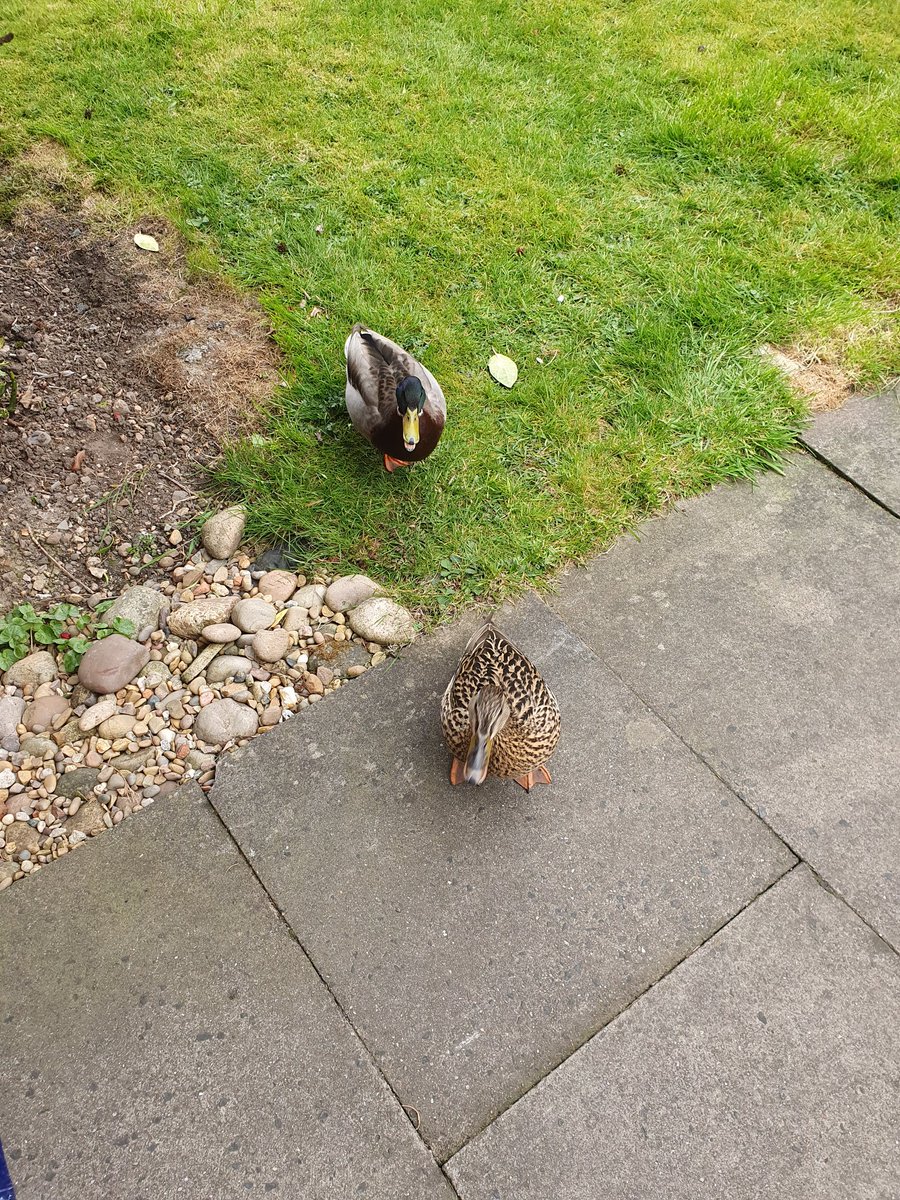 Tricia__Winspur's tweet photo. **Happy Post**
The Grove's Ducks are back... yey. Came to say hello to me at my door 🦆 #wildlife #ducks #tameducks #nature #ducklife #Birmingham #hello #ducksonpatrol #grovelife https://t.co/Os5kKqV7Vi