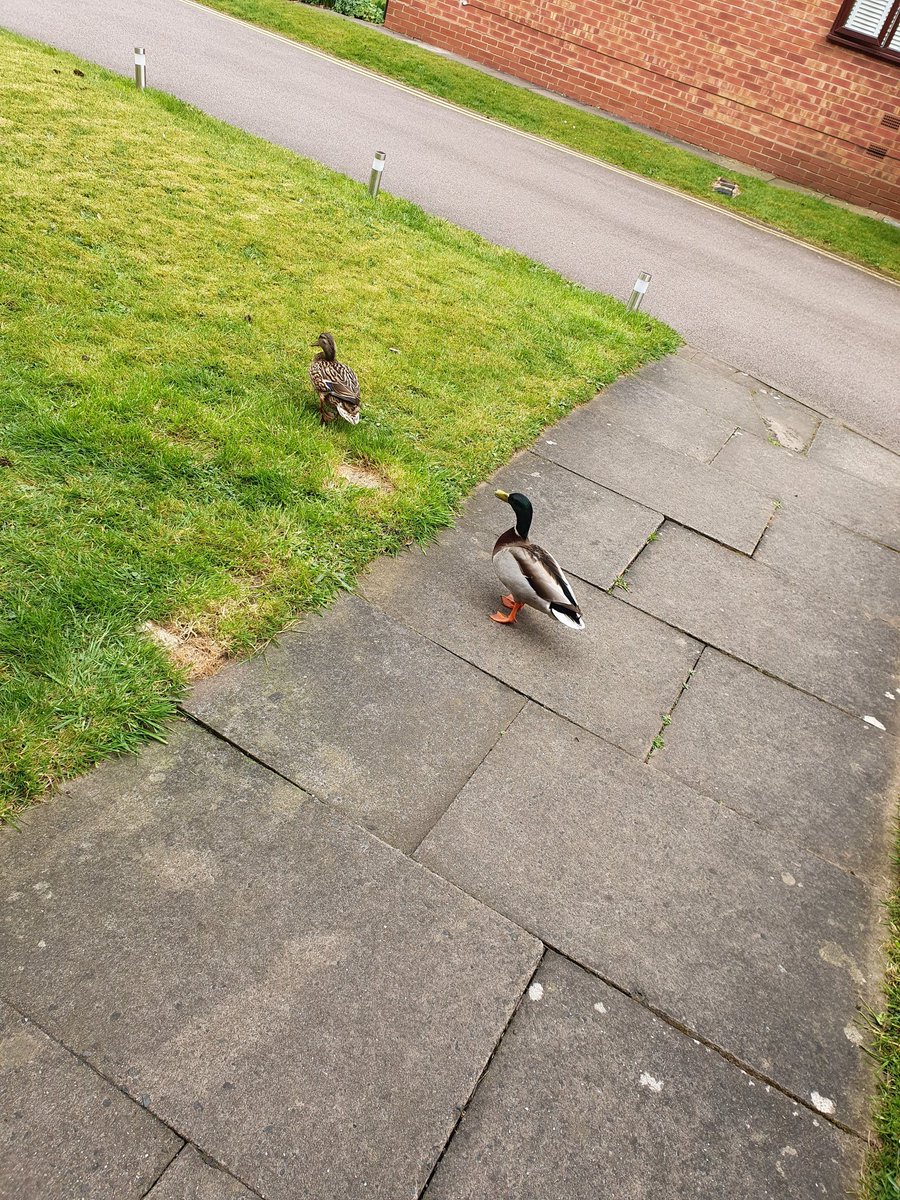 Tricia__Winspur's tweet photo. **Happy Post**
The Grove's Ducks are back... yey. Came to say hello to me at my door 🦆 #wildlife #ducks #tameducks #nature #ducklife #Birmingham #hello #ducksonpatrol #grovelife https://t.co/Os5kKqV7Vi