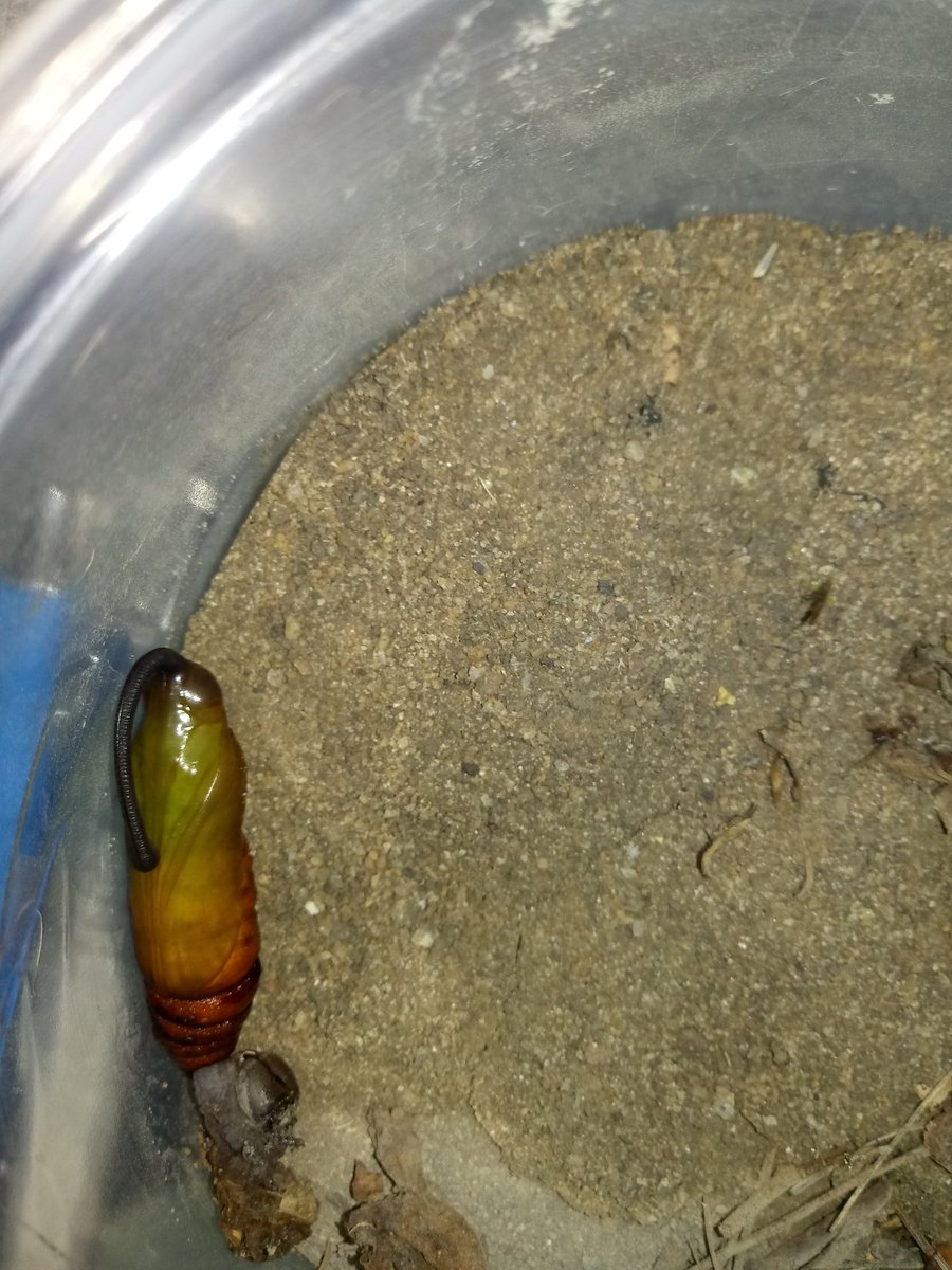 keynaturalist's tweet photo. Olha que pupa mais linda 👀💛 https://t.co/GeSGzNuBZj