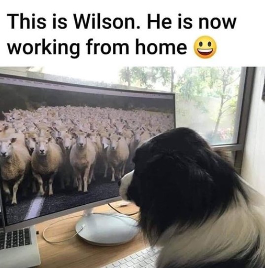 Shepherds Harvest Sheep & Wool Festival (@shepherdharvest) on Twitter photo 