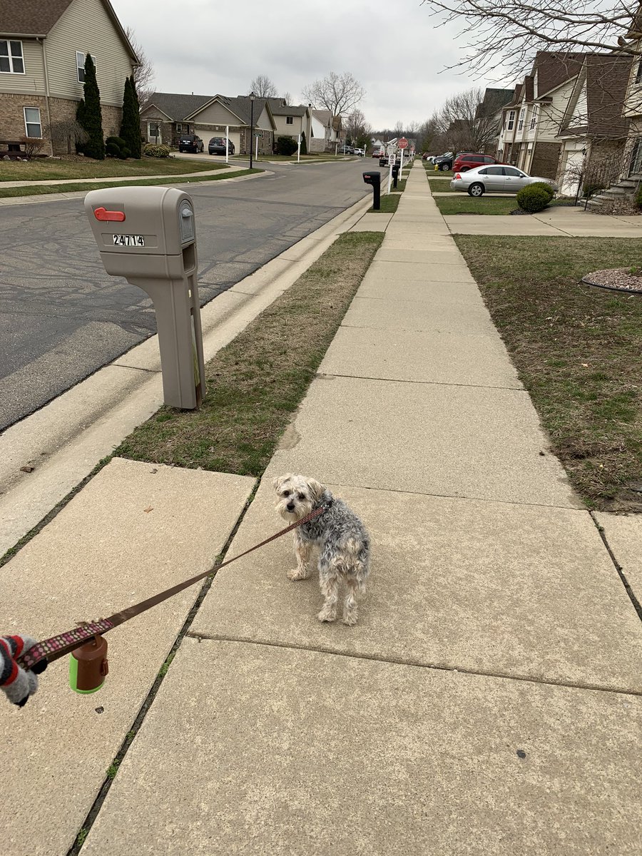 BechtolBrenda's tweet photo. Day 2 Bonus: Since March 13, rain or shine I have been taking daily walks with my neighbor and her dog Millie (with appropriate social distancing of course!) #CHSVirtualSpiritWeek2020 @STUCOAdvisor https://t.co/SHs7PnEC4S