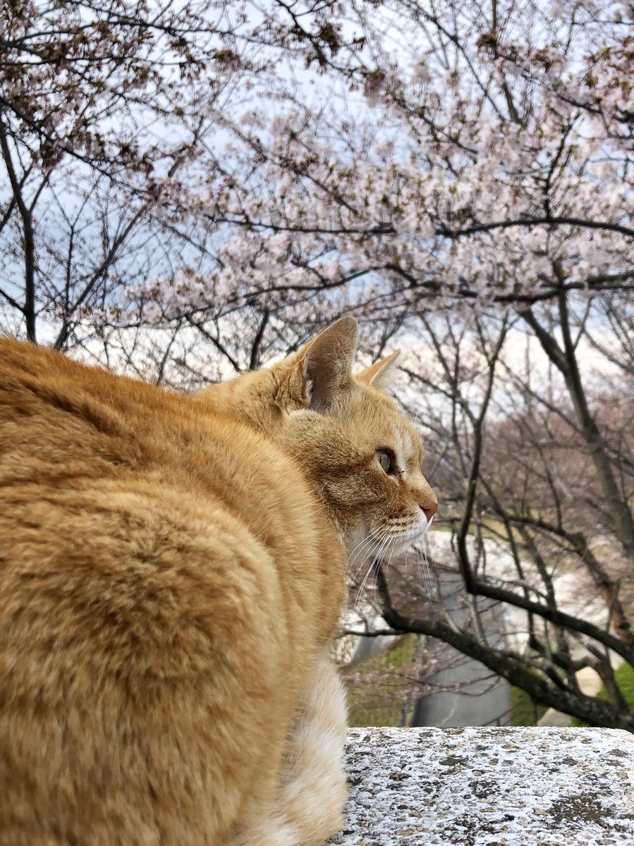 bijutsu1's tweet photo. Memories 440『桜 😺🌸#cherryblossoms 』(2019/ 4/ 1) ちょうど1年前。#桜 を愛でるゴッちゃんでしたニャ。#尾道 #千光寺公園 #尾道市立美術館 #茶トラ #cat https://t.co/SpZ5Ipaqyq