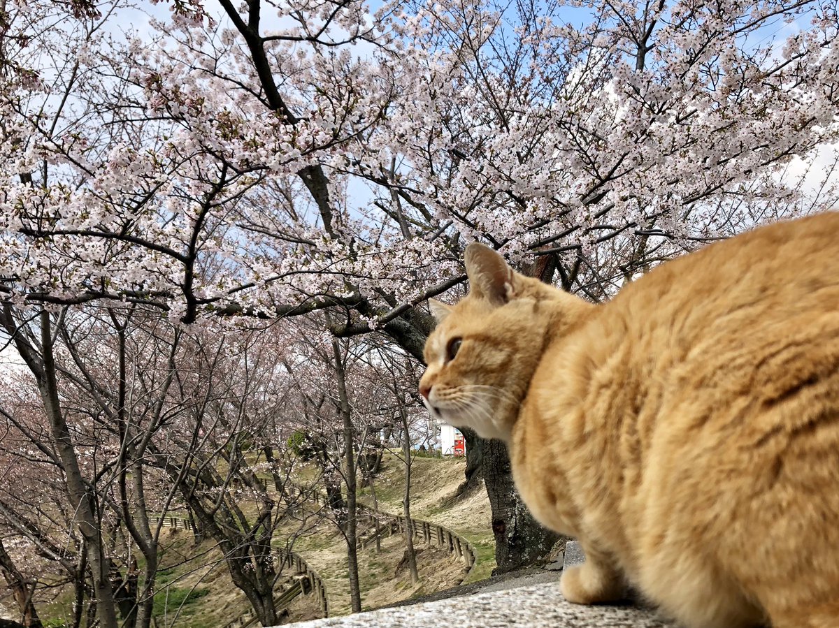 bijutsu1's tweet photo. Memories 440『桜 😺🌸#cherryblossoms 』(2019/ 4/ 1) ちょうど1年前。#桜 を愛でるゴッちゃんでしたニャ。#尾道 #千光寺公園 #尾道市立美術館 #茶トラ #cat https://t.co/SpZ5Ipaqyq