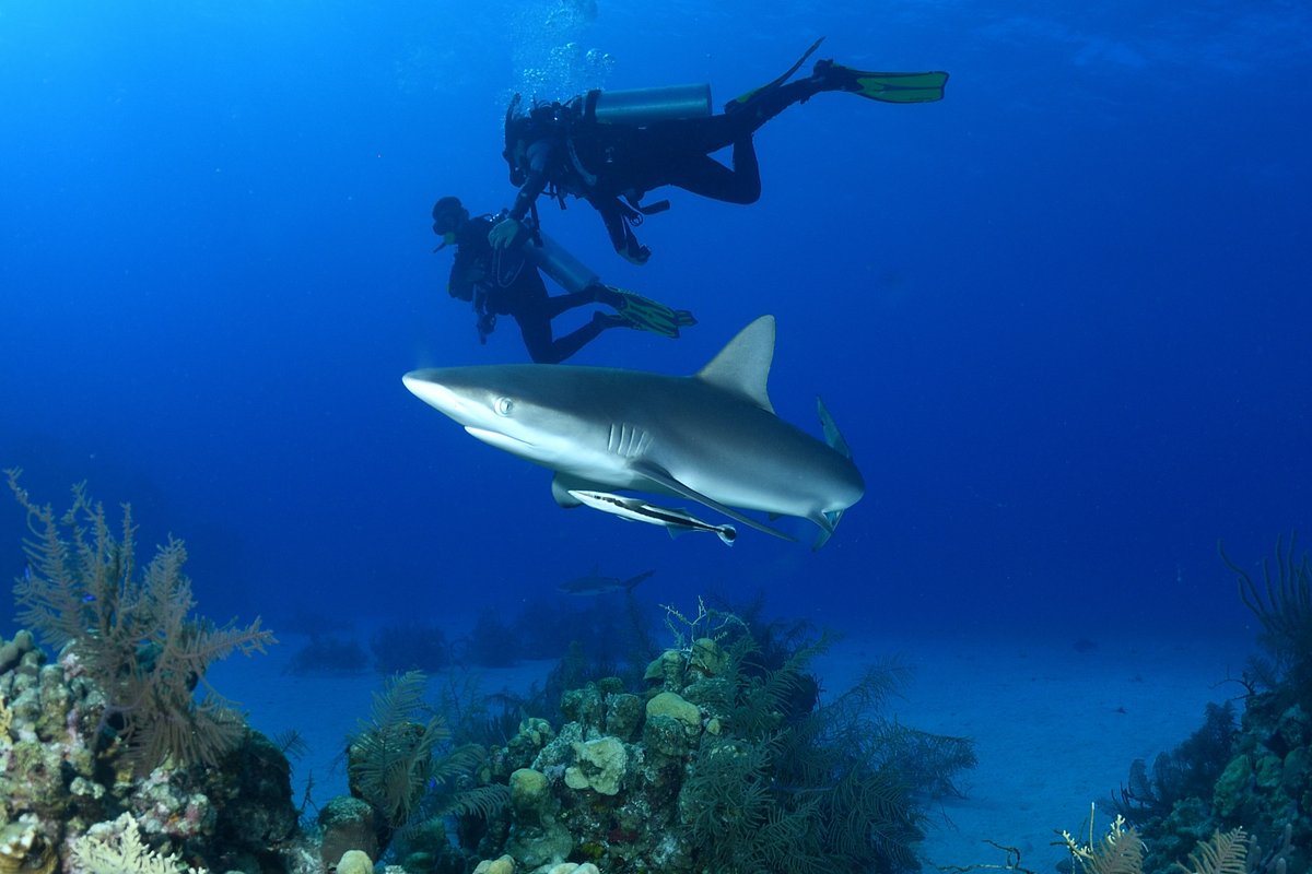 ShoGuo1's tweet photo. No #SocialDistancing for this reef shark and his remora friend🦈🦈
#Belize #diving https://t.co/hBr7K65iKq