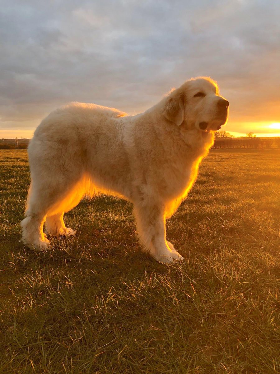 theblossomfiles's tweet photo. Evening walk at sunset. Blossom is literally glowing #pyreneanmountaindog #greatpyrenees #dogwalks #sunset https://t.co/hhA7kS5esL