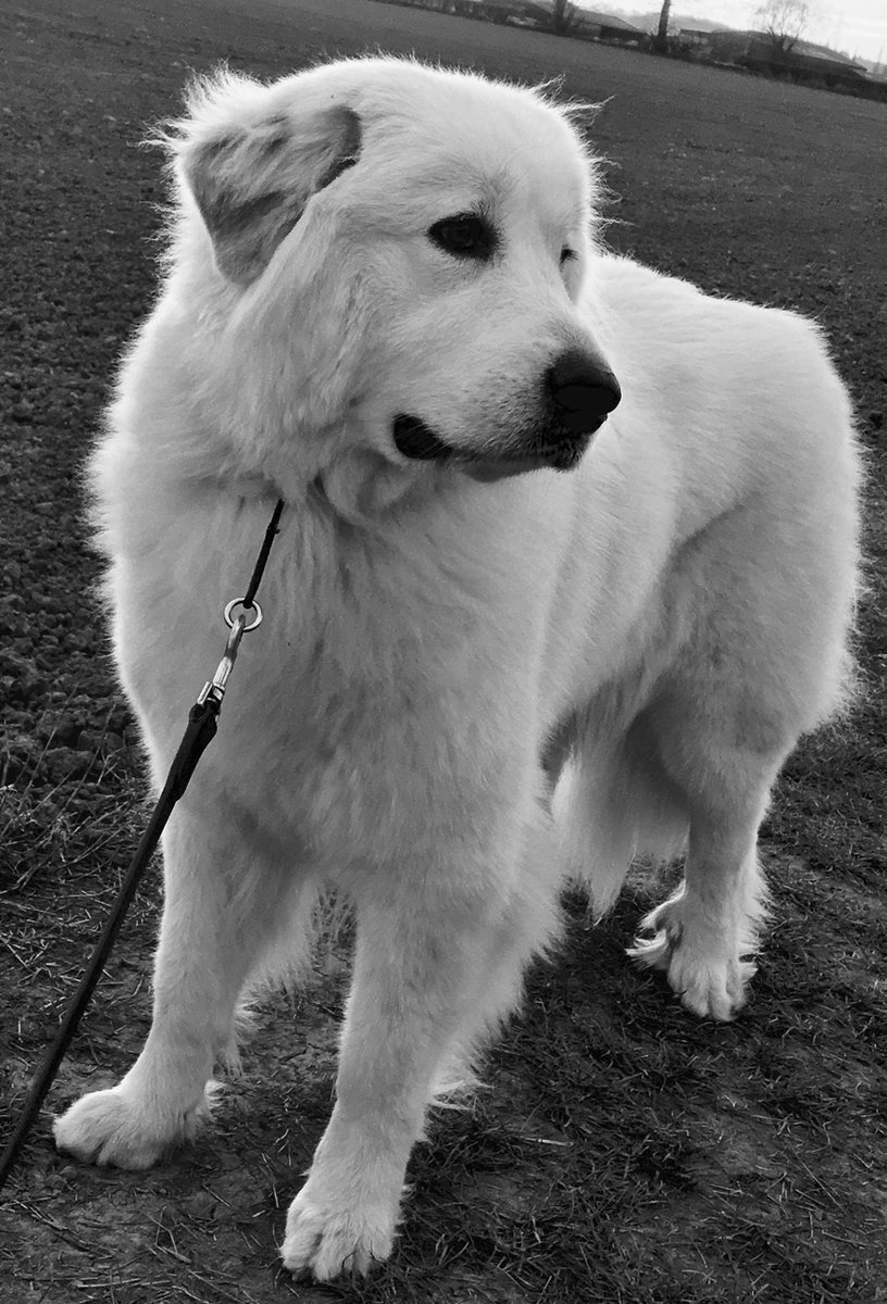 theblossomfiles's tweet photo. Evening walk at sunset. Blossom is literally glowing #pyreneanmountaindog #greatpyrenees #dogwalks #sunset https://t.co/hhA7kS5esL