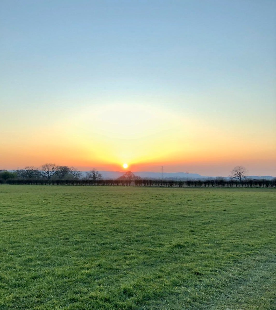 theblossomfiles's tweet photo. Evening walk at sunset. Blossom is literally glowing #pyreneanmountaindog #greatpyrenees #dogwalks #sunset https://t.co/hhA7kS5esL