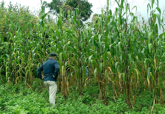 UCDavisPlants tweet media