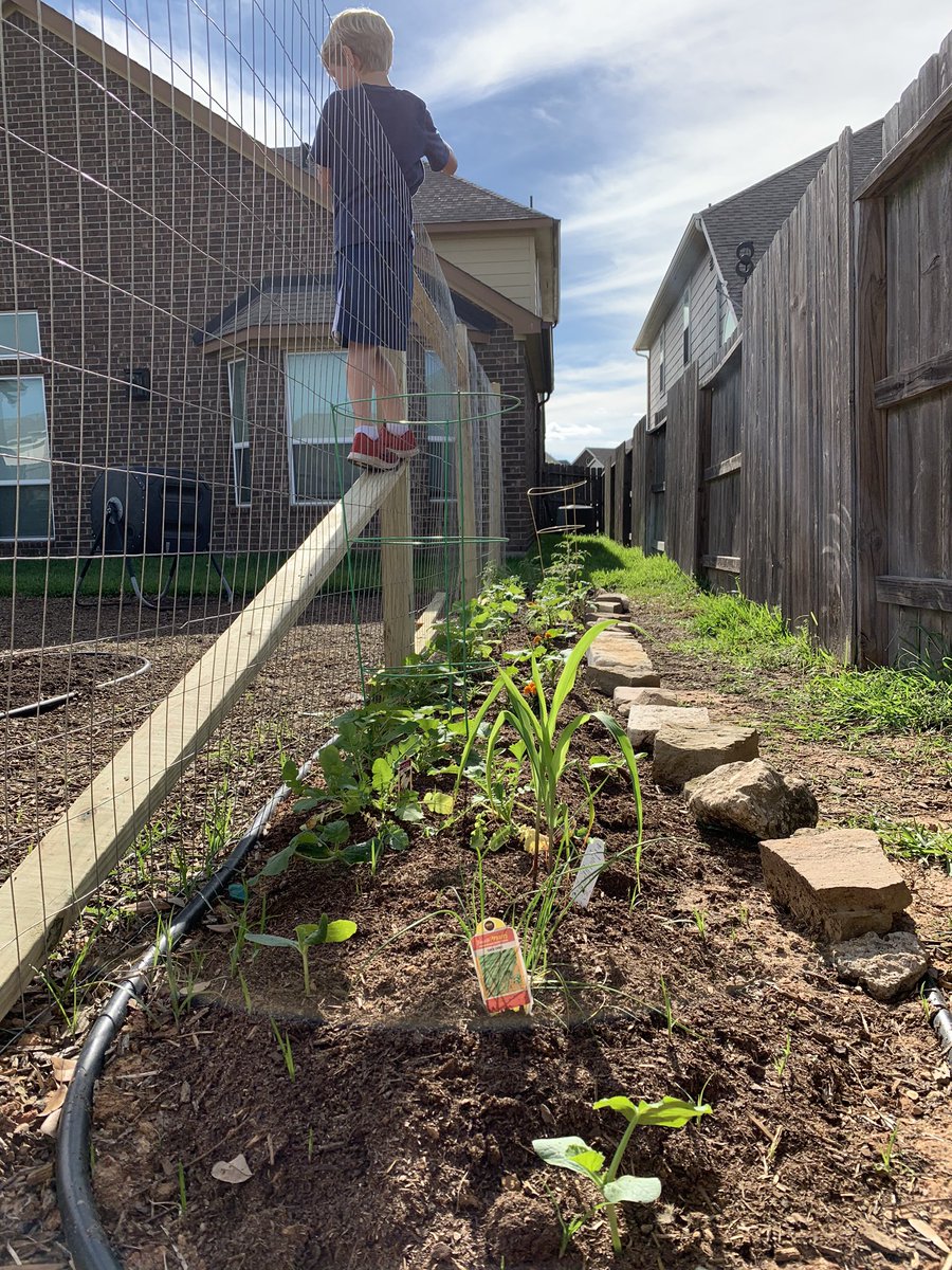 cjozzie3's tweet image. Osbourne garden: Week 2.  The boys have been watering, thinning plants, and monitoring growth. The pea seeds have sprouted 🌱, we have some green tomatoes, and we added a bed to grow some  🍉.  #backyardscience #bengalpride @ms_wilkinson4 @miss_walker13 @BryantElem @club_bes