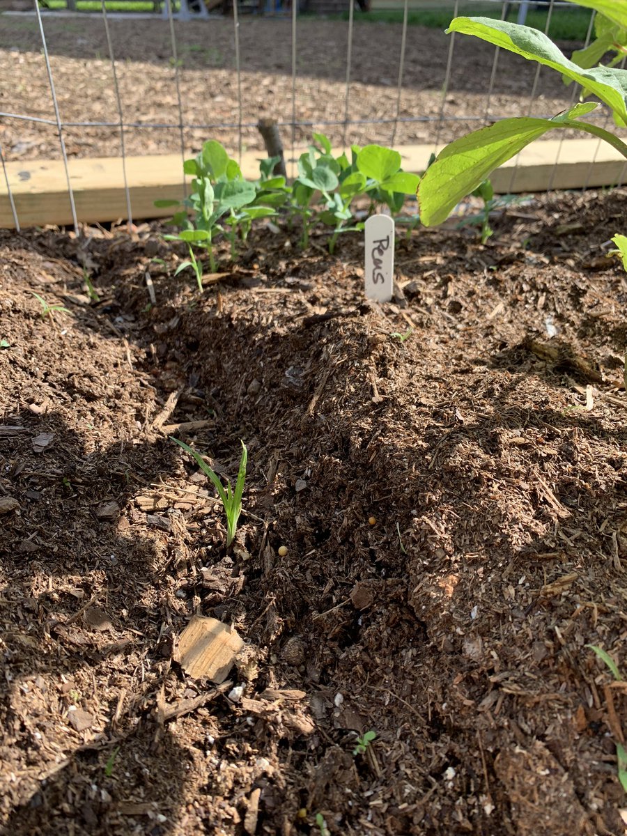 cjozzie3's tweet image. Osbourne garden: Week 2.  The boys have been watering, thinning plants, and monitoring growth. The pea seeds have sprouted 🌱, we have some green tomatoes, and we added a bed to grow some  🍉.  #backyardscience #bengalpride @ms_wilkinson4 @miss_walker13 @BryantElem @club_bes