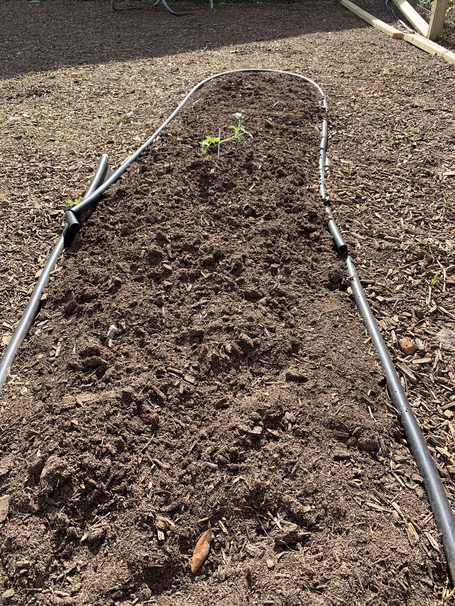cjozzie3's tweet image. Osbourne garden: Week 2.  The boys have been watering, thinning plants, and monitoring growth. The pea seeds have sprouted 🌱, we have some green tomatoes, and we added a bed to grow some  🍉.  #backyardscience #bengalpride @ms_wilkinson4 @miss_walker13 @BryantElem @club_bes