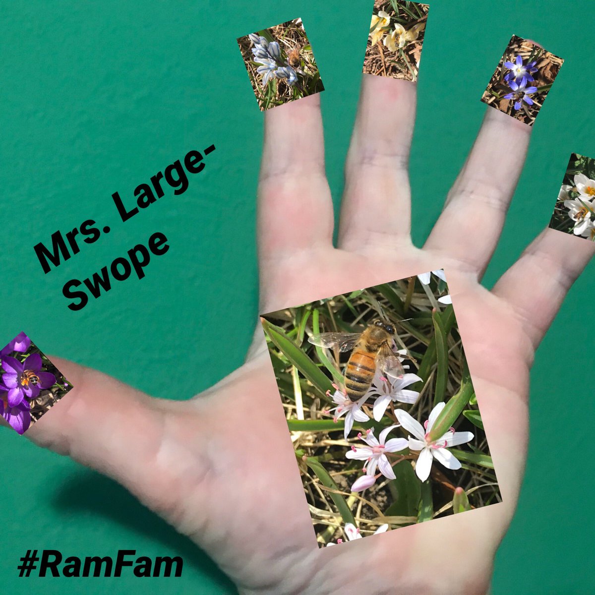 largeswope's tweet photo. The bees and the flowers helped me out with keeping our 8th handprint tradition. @freemanoutside #LPMSRamFam #LPMSRamReady https://t.co/ZzosG0dedu