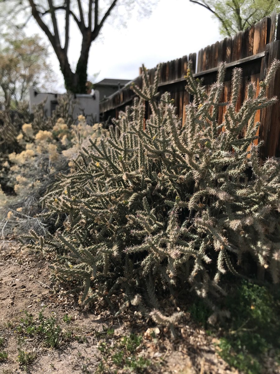 bempinitup's tweet photo. For today's challenge, look outside for a place that you would want to live if you were a bird. Why do you want to live there? Take a photo and tag us! BEMP Educator, Shelby, would want to live under these chollas to be protected from predators.
#bemp #bempchallenge #bempinitup https://t.co/QlVqMJuC6N