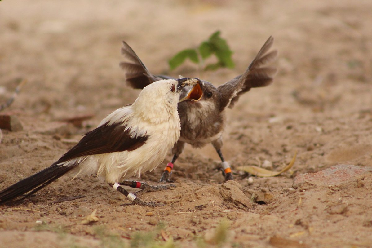 manda_babbler's tweet photo. Huge thanks to the #BOU @IBIS_journal for our small #ornithology research grant #BOUaward. I'll be working with @mandy_ridley @kiwi_sjc and others developing more #NoninvasiveSampling tools in #FieldEcology #PoopScience https://t.co/uT5gKuLA8A