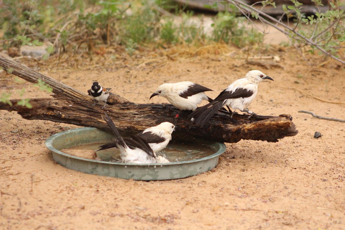 manda_babbler's tweet photo. Huge thanks to the #BOU @IBIS_journal for our small #ornithology research grant #BOUaward. I'll be working with @mandy_ridley @kiwi_sjc and others developing more #NoninvasiveSampling tools in #FieldEcology #PoopScience https://t.co/uT5gKuLA8A