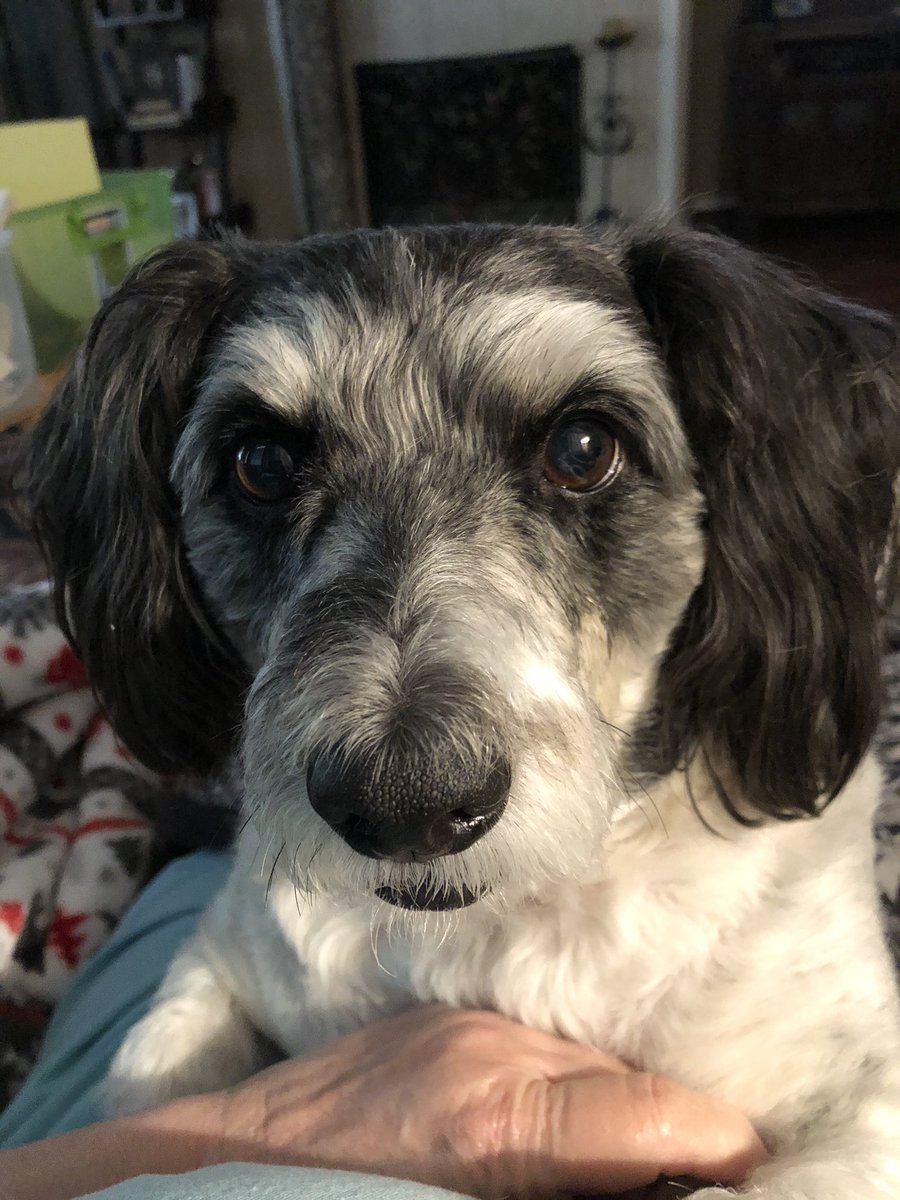 tanclose's tweet photo. My buddy Sam loves me being at home but doesnβt like me being on the computer! #WLMSImpact #WLMSVirtualSpiritWeek https://t.co/49Ms9Kahbk