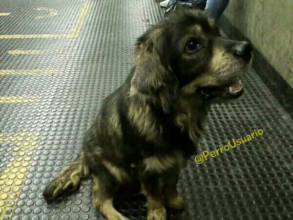PerroUsuario's tweet photo. Una tierna mirada te espera cuando pases por las estaciones del metro... Ojalá puedas darle una oportunidad de vivir en el hogar que se merece y si no, dale tu mano. Siempre te lo agradecerá  https://t.co/47wXpnHOMs