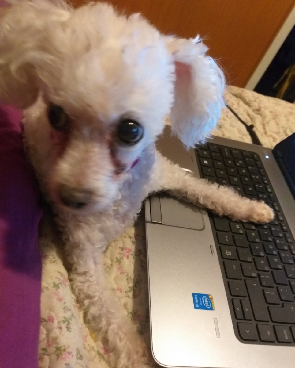 Soy_LaTipaEsa's tweet photo. Si la humana no entiende por las buenas le hago la quitación de su notebook. 🐩🤭❤
#florerito
#teletrabajo https://t.co/s7KdRcJ0U7