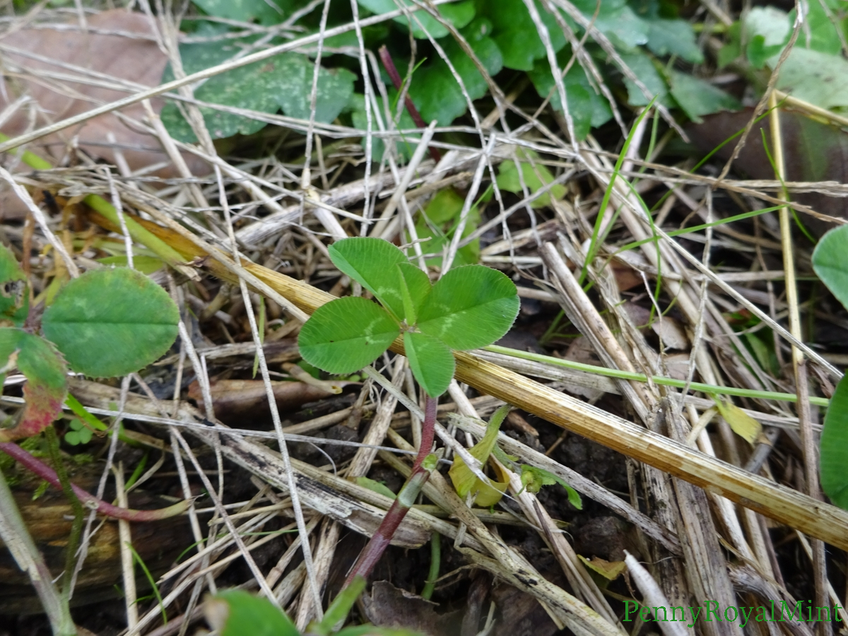 M_PennyRoyal's tweet photo. 四つ葉のクローバー,
ではなく五つ葉のクローバー,
赤むらさきの太い茎が目を引きますね.
509
#四つ葉のクローバー #幸せでありますように #五つ葉のクローバー
#fourleafclover #behappy #fiveleafclover https://t.co/KPoFuE37iP