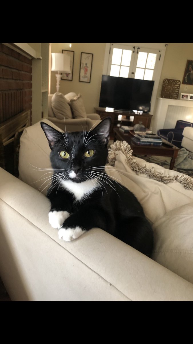 jennifer_betsch's tweet photo. @TallShipProds @Outlander_STARZ This is Buster cat!!! https://t.co/z4rqJ2i54J