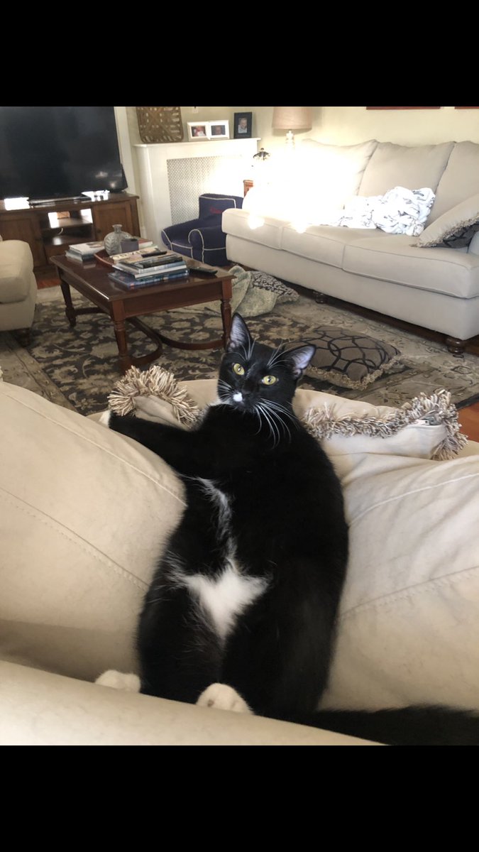 jennifer_betsch's tweet photo. @TallShipProds @Outlander_STARZ This is Buster cat!!! https://t.co/z4rqJ2i54J