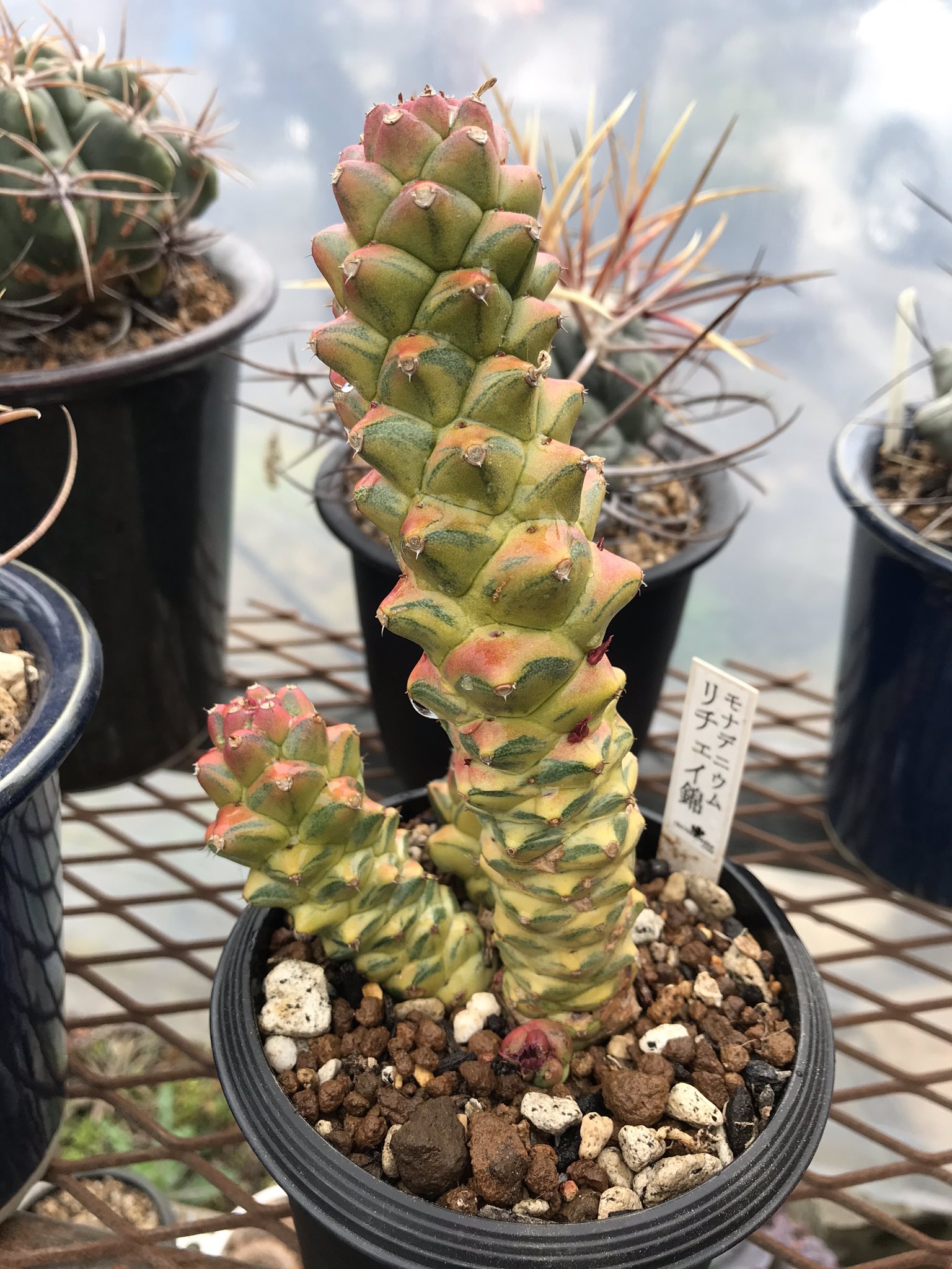 ハゲ散らカクタス🌵CP.岡田の草の趣味 on Twitter:
